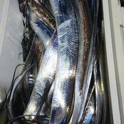 シースナイパー海龍 釣果