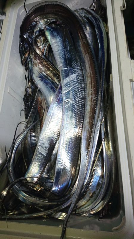 シースナイパー海龍 釣果