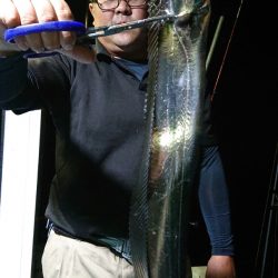 シースナイパー海龍 釣果