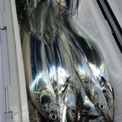 シースナイパー海龍 釣果