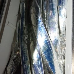 シースナイパー海龍 釣果