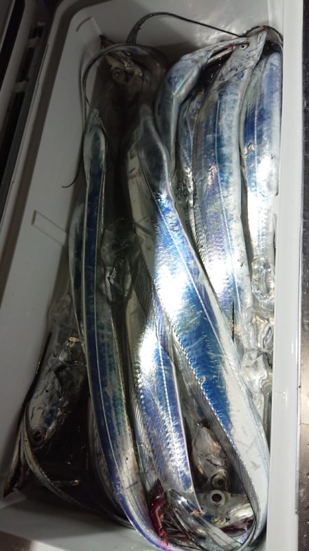 シースナイパー海龍 釣果