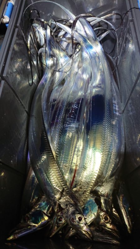 シースナイパー海龍 釣果