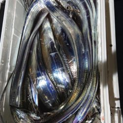 シースナイパー海龍 釣果