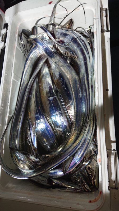 シースナイパー海龍 釣果