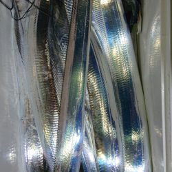 シースナイパー海龍 釣果