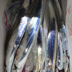 シースナイパー海龍 釣果