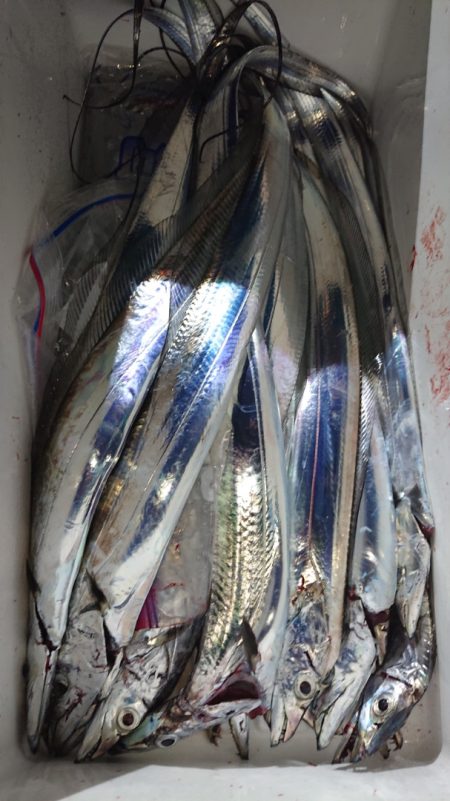 シースナイパー海龍 釣果