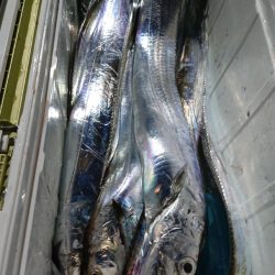 シースナイパー海龍 釣果