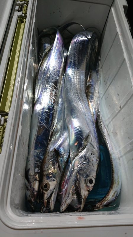 シースナイパー海龍 釣果