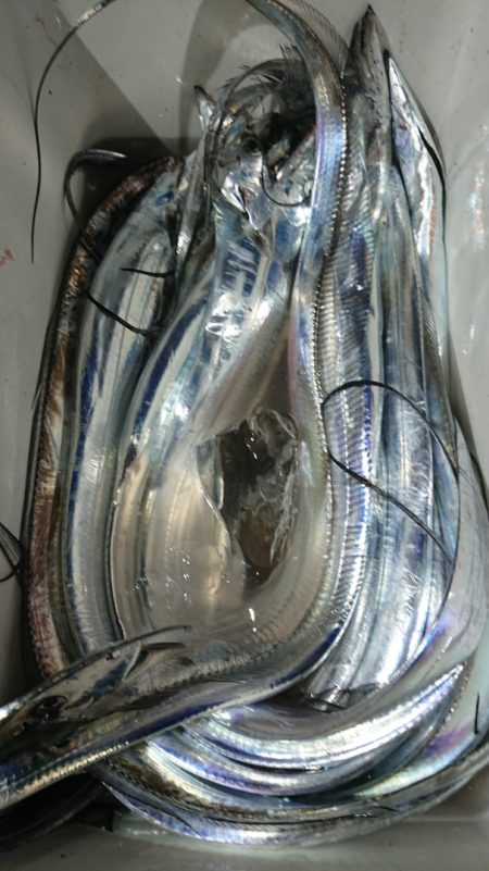 シースナイパー海龍 釣果