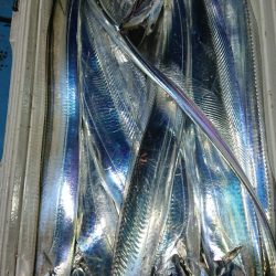 シースナイパー海龍 釣果