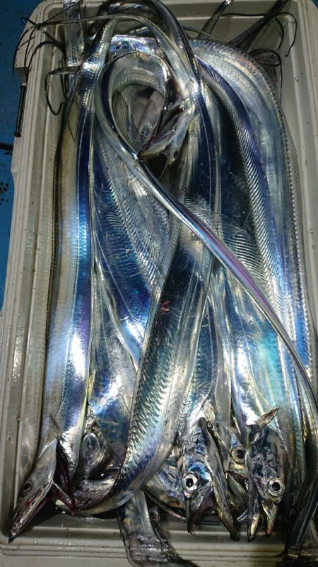 シースナイパー海龍 釣果