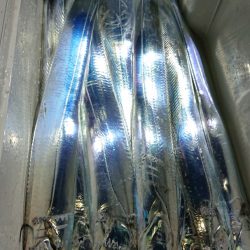 シースナイパー海龍 釣果