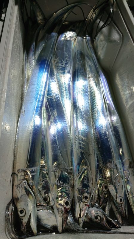 シースナイパー海龍 釣果