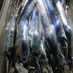 シースナイパー海龍 釣果