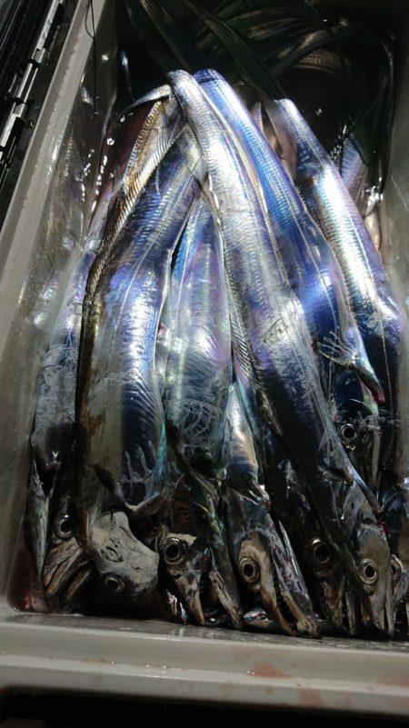 シースナイパー海龍 釣果