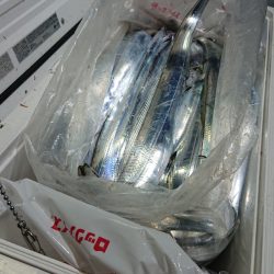 シースナイパー海龍 釣果