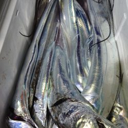 シースナイパー海龍 釣果