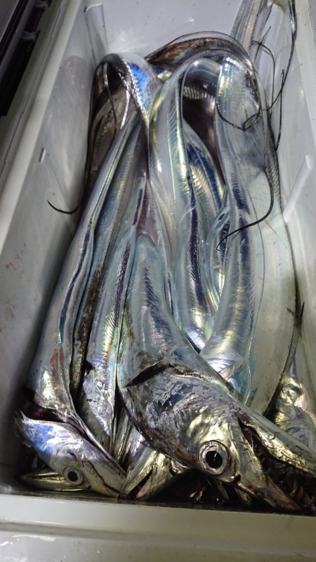 シースナイパー海龍 釣果