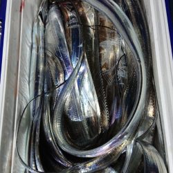 シースナイパー海龍 釣果