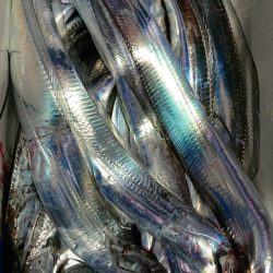 シースナイパー海龍 釣果