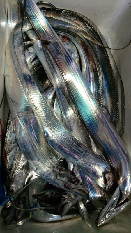 シースナイパー海龍 釣果