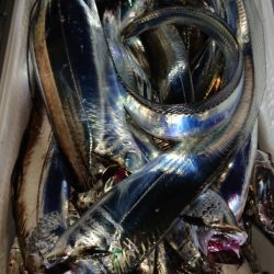 シースナイパー海龍 釣果