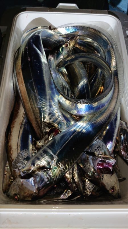 シースナイパー海龍 釣果