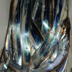 シースナイパー海龍 釣果