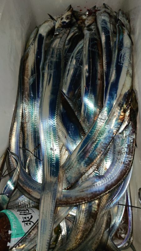 シースナイパー海龍 釣果