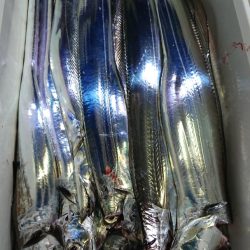 シースナイパー海龍 釣果