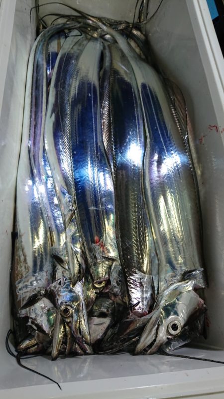 シースナイパー海龍 釣果