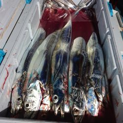 シースナイパー海龍 釣果