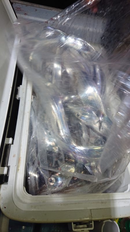 シースナイパー海龍 釣果