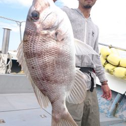 だて丸 釣果