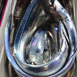 シースナイパー海龍 釣果