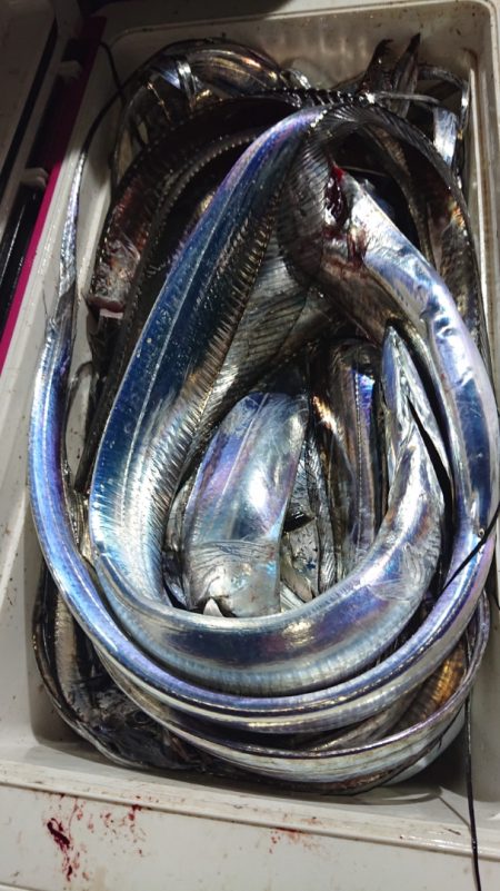 シースナイパー海龍 釣果