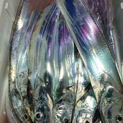 シースナイパー海龍 釣果