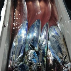 シースナイパー海龍 釣果