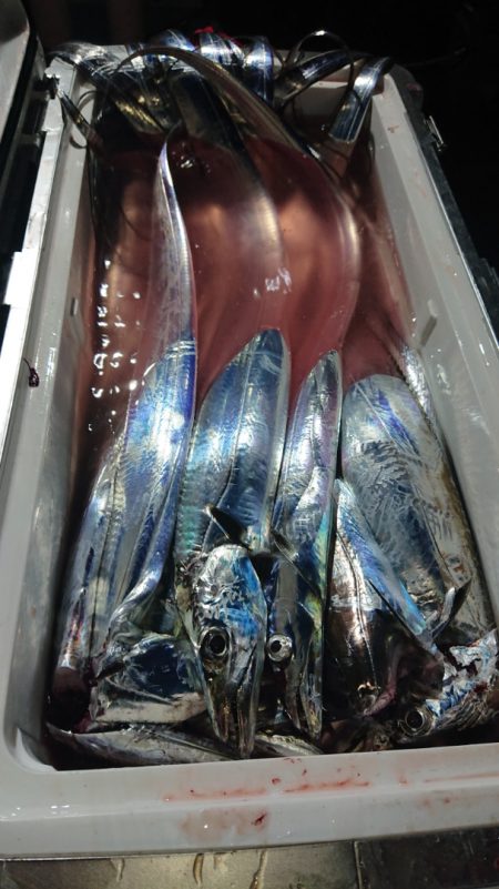 シースナイパー海龍 釣果