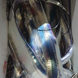 シースナイパー海龍 釣果