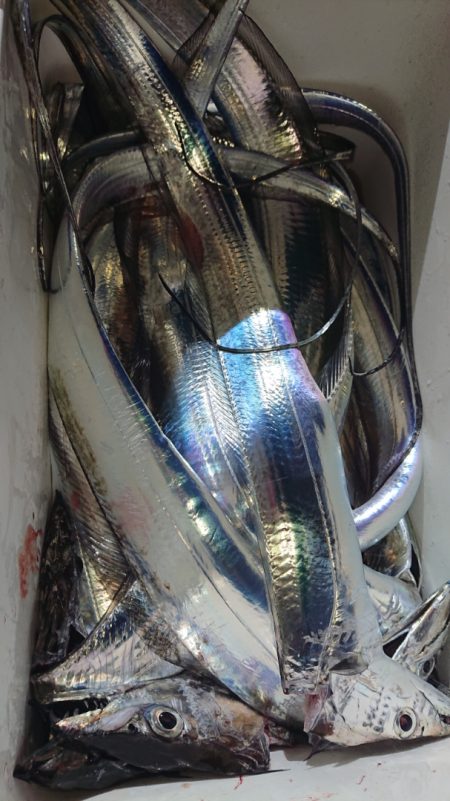 シースナイパー海龍 釣果