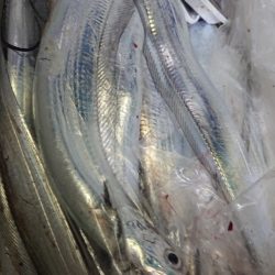 シースナイパー海龍 釣果