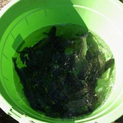 平谷湖フィッシングスポット 釣果