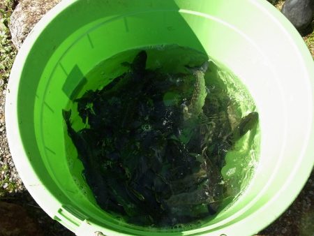 平谷湖フィッシングスポット 釣果