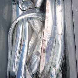 シースナイパー海龍 釣果