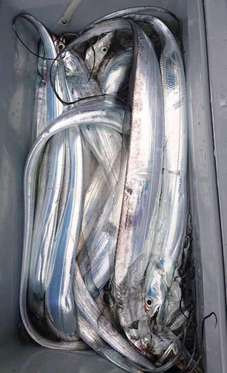 シースナイパー海龍 釣果