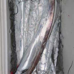 シースナイパー海龍 釣果