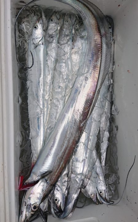 シースナイパー海龍 釣果